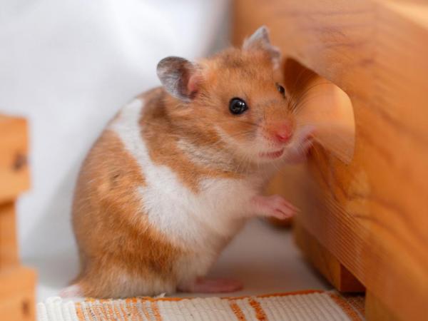 hamster peliharaan di kostan