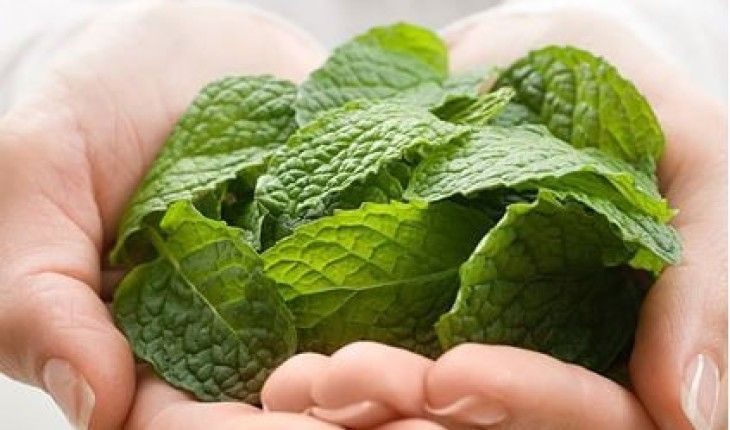 aroma pengharum ruangan daun mint