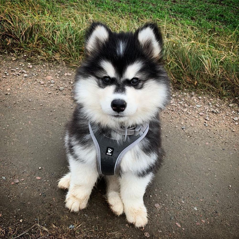 Anjing Malamute