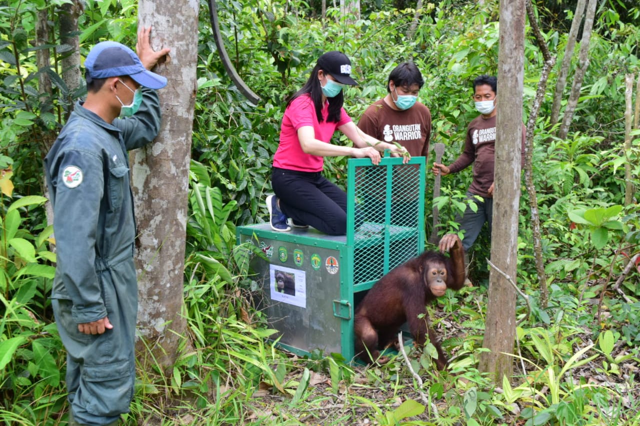 BCA dan BOSF melepas orangutan kembali ke habitatnya 