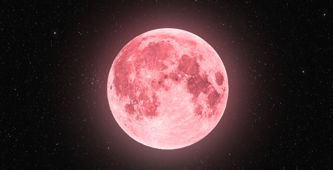 fakta pink moon