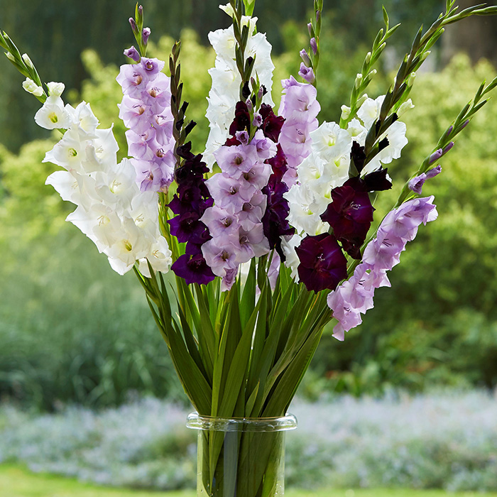 bunga gladiola