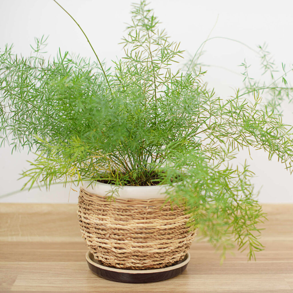 asparagus fern