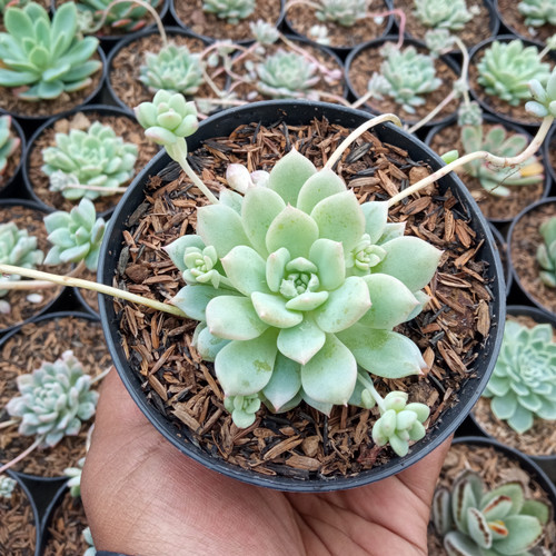 sukulen echeveria