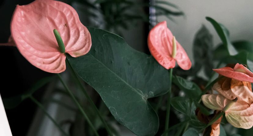 anthurium