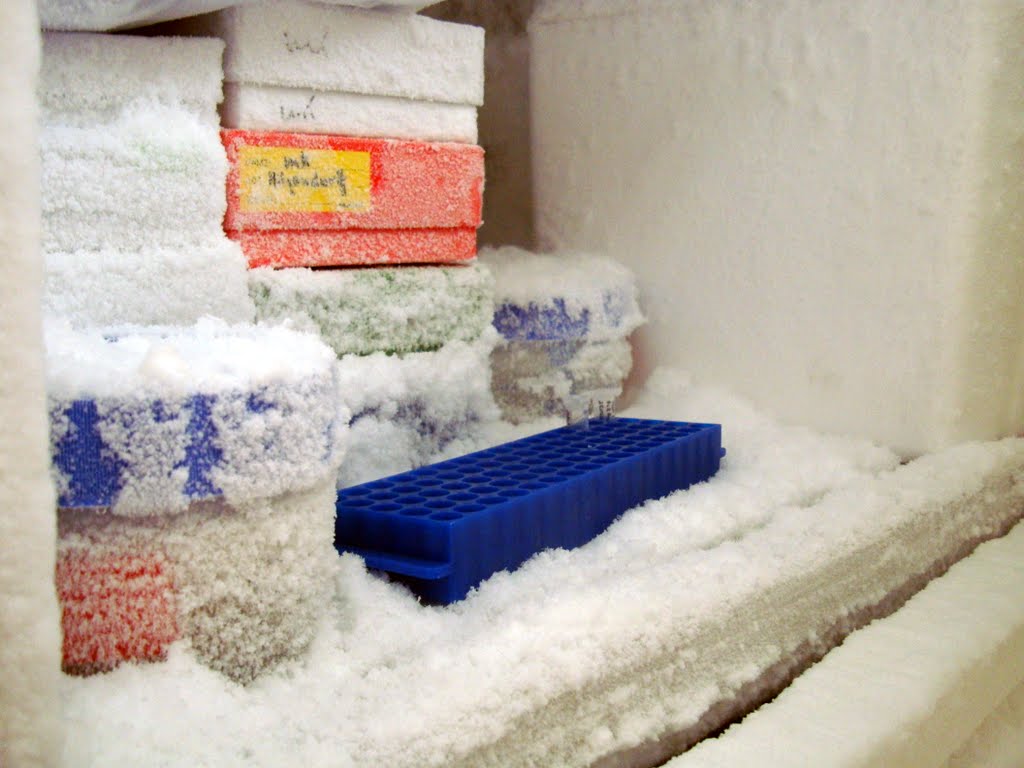 tips mencegah bunga es di freezer