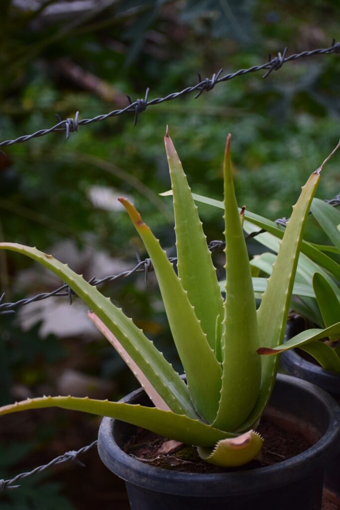 aloe vera