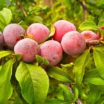 manfaat buah plum