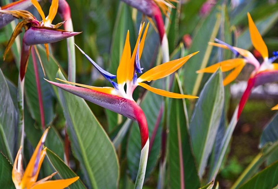 tanaman hias rumah mijimalis - bird of paradis