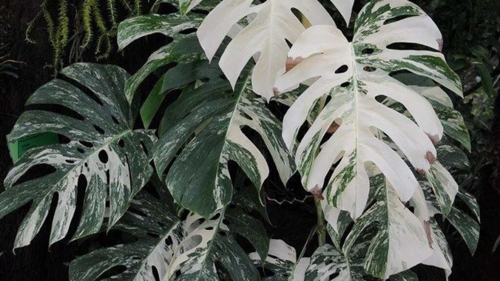 tanaman jenis Monstera