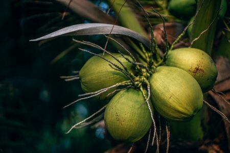 Kelapa Muda VS Kelapa Hijau