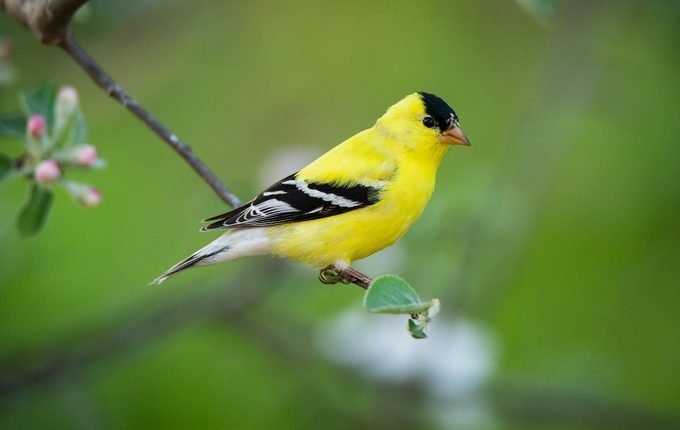 spesies burung terkecil di dunia - burung American Goldfinch 