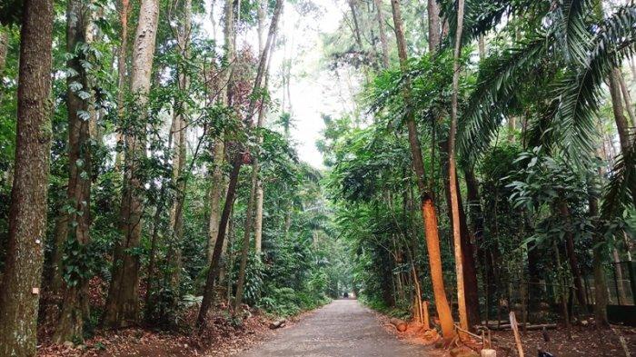 hutan cifor dramaga bogor