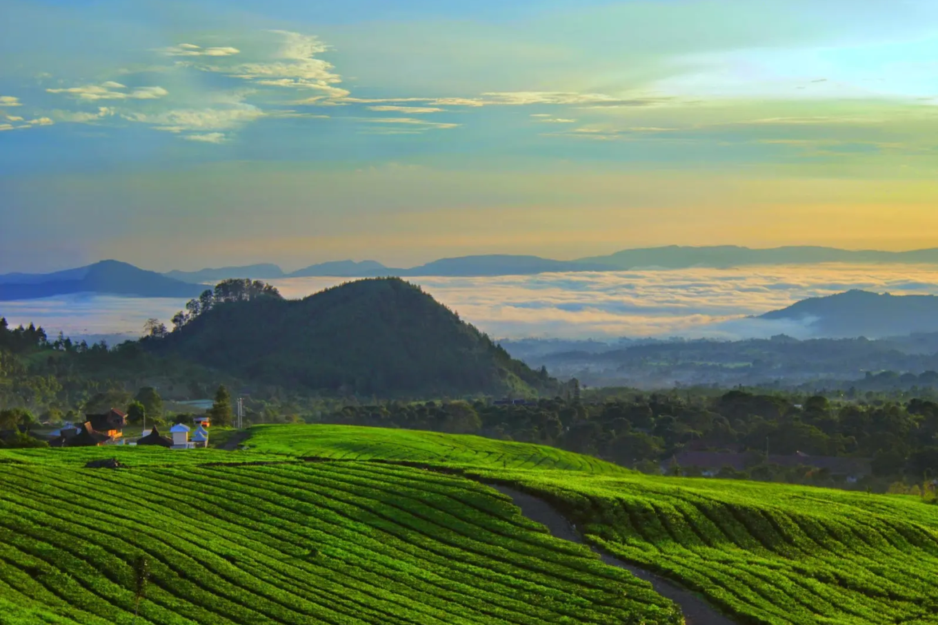 kebun teh ciater subang (1)