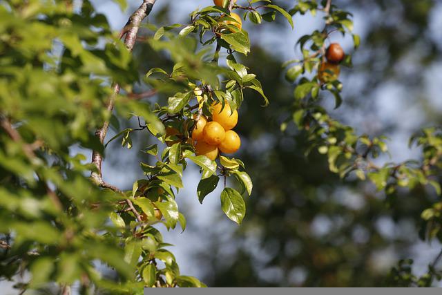 buah prune