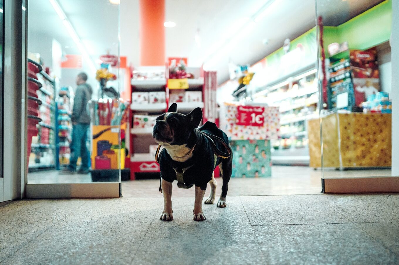 mall jakarta boleh bawa anjing