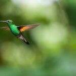 spesies burung terkecil di dunia