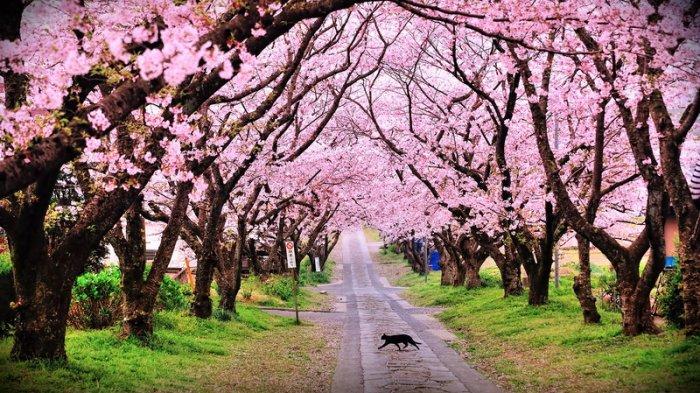 taman sakura cibodas