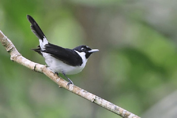 Daftar Burung Langka di Indonesia yang terancam punah